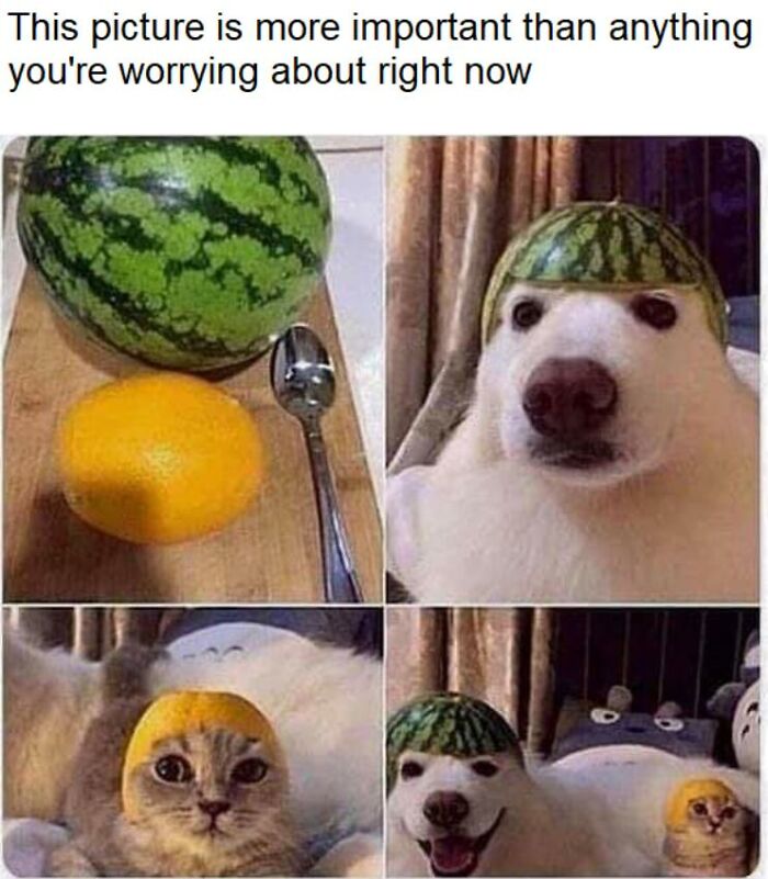 Funny animal meme showing a dog and a cat wearing watermelon and orange peel hats for a brighter day.
