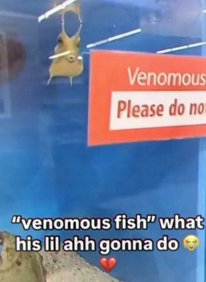 Amusing animal meme of a tiny venomous fish, bringing humor to make your day brighter.