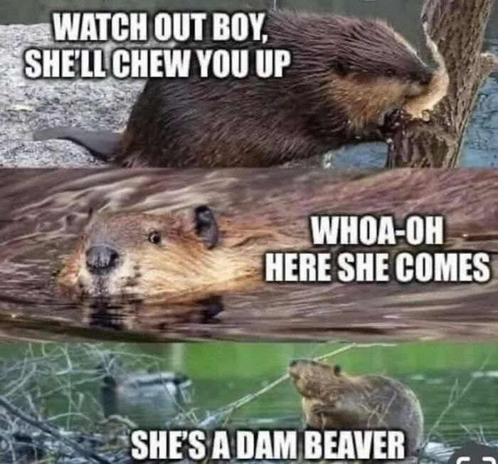 Hilarious animal meme featuring a beaver with text overlay for a brighter day.