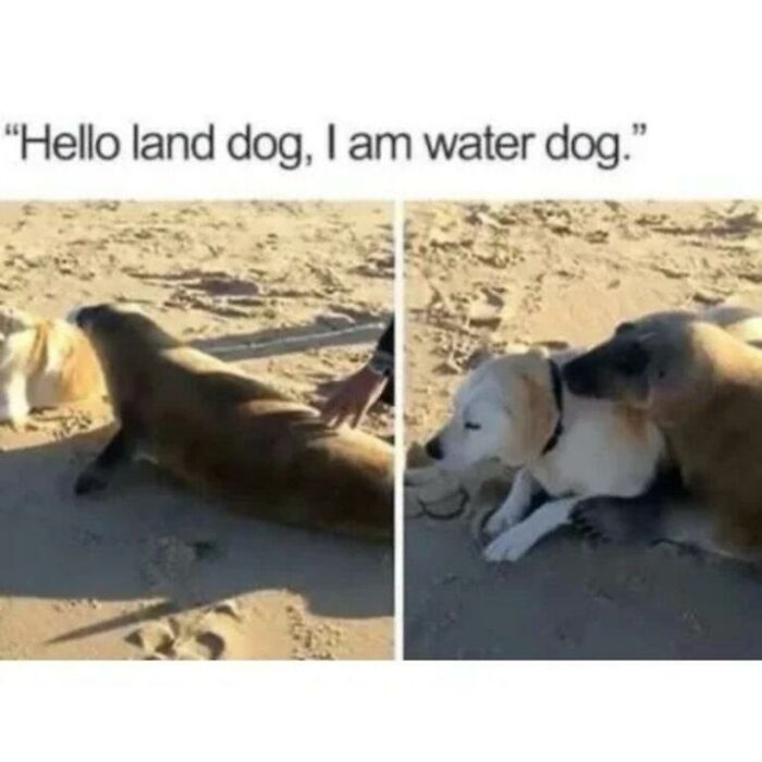 Charming animal meme of a seal and a dog interacting on the beach, a delightful moment.