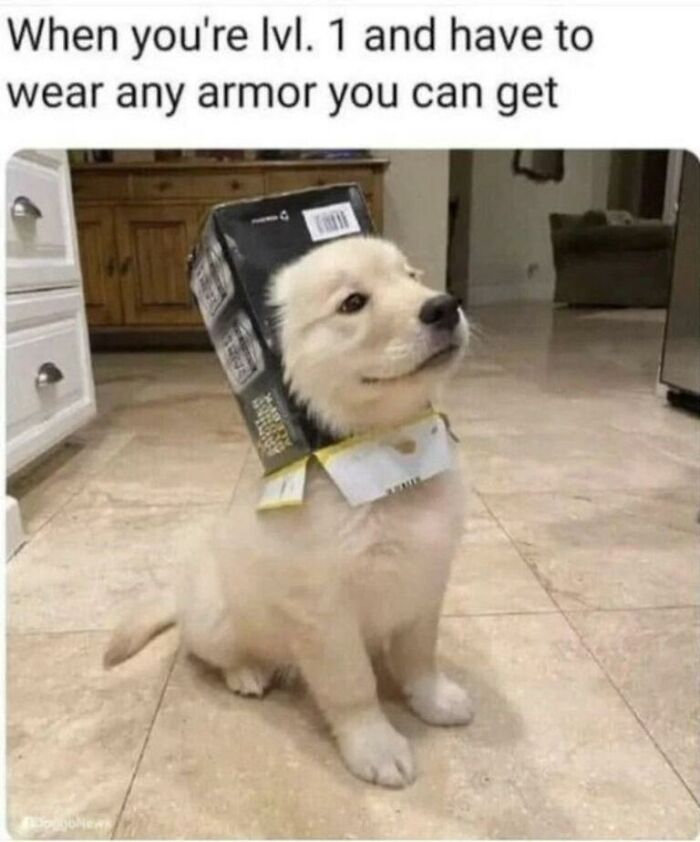 Sweet animal meme of a puppy wearing a box, a heartwarming image to make your day better.