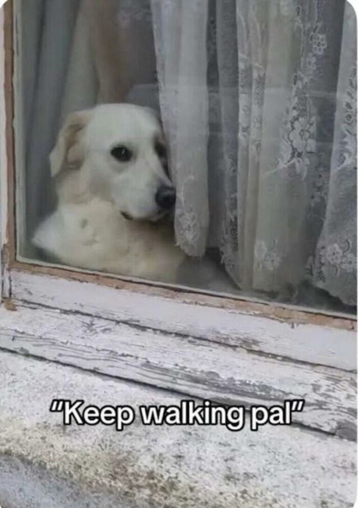 Adorable animal meme of a dog peering through curtains, a cute moment to brighten your day.