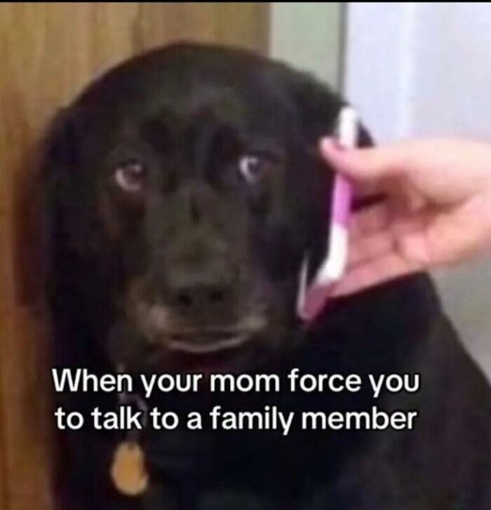 Funny animal meme of a dog on the phone, a relatable moment to make your day better.