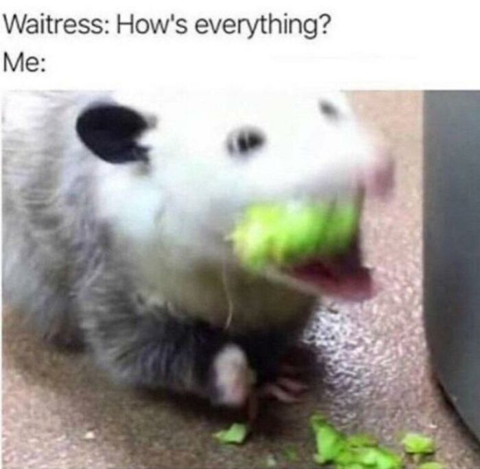 Hilarious animal meme of an opossum frantically eating, making your day brighter.