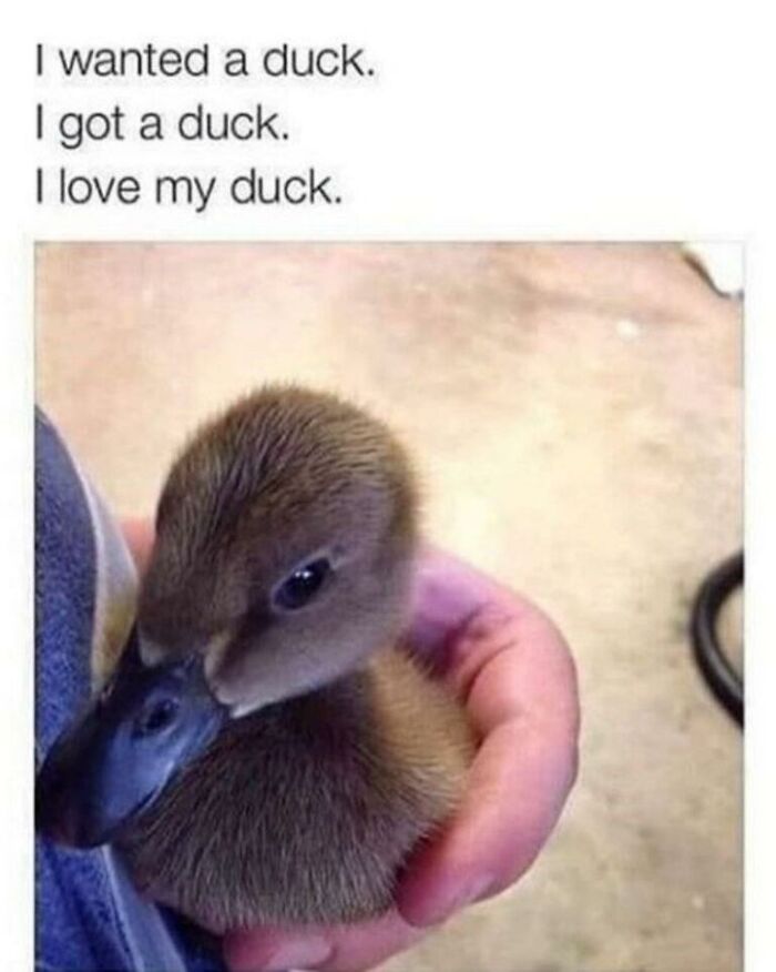 Funny animal memes: A person holding a small, adorable duckling with text expressing love for the duck.
