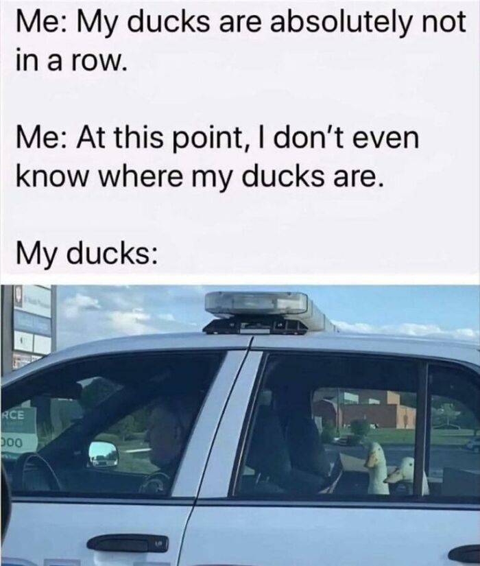 Funny animal memes: A police car with two ducks in the back seat, illustrating a joke about ducks not being in a row.