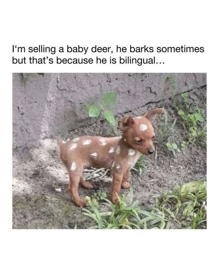 Funny animal memes: A puppy with deer-like spots stands next to text about selling a baby deer that barks sometimes.