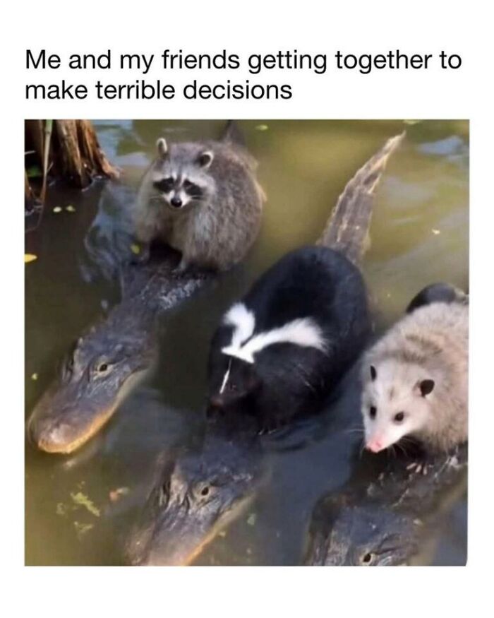 A group of animal memes in water together: a raccoon, skunk, possum, and alligators.