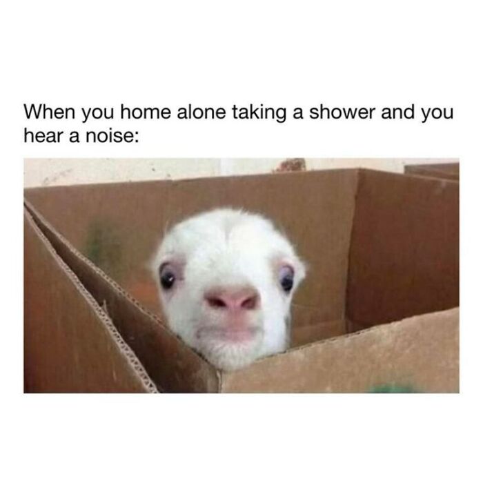 A cute baby animal meme peeking from a box, making the day brighter.