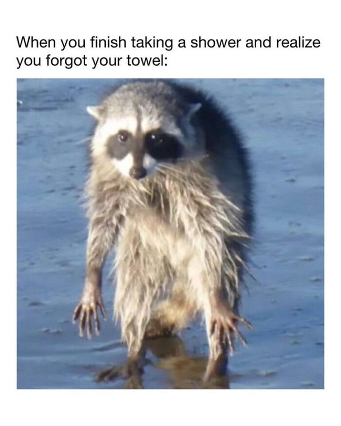 A wet raccoon animal meme looking dejected, making the day brighter.