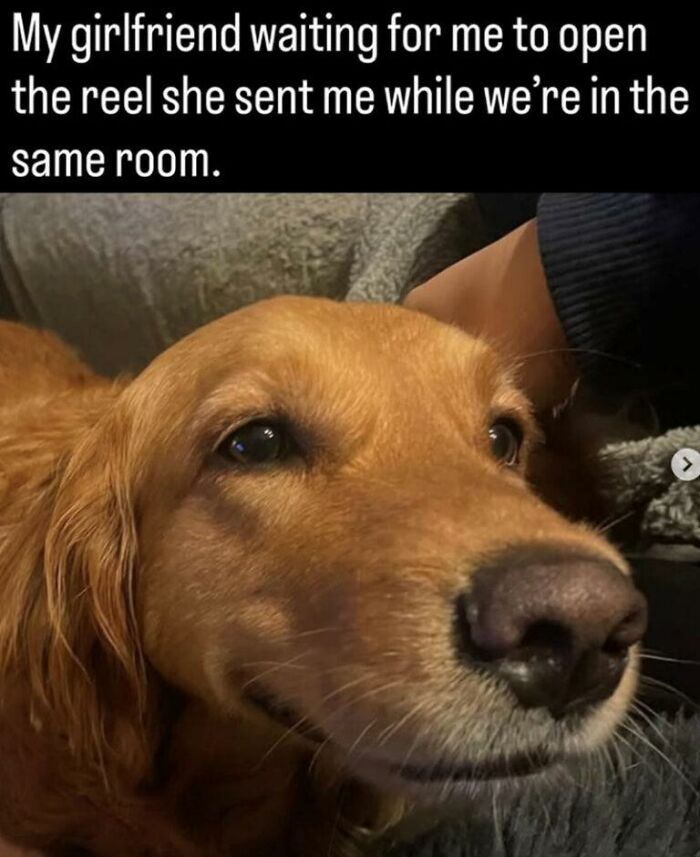 A golden retriever dog meme waiting patiently, making the day brighter.