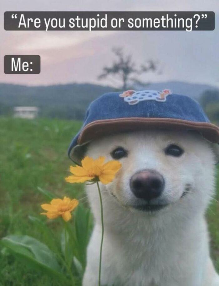 A cute dog wearing a hat and holding a flower, generating funny animal memes for a lighthearted and brighter day.