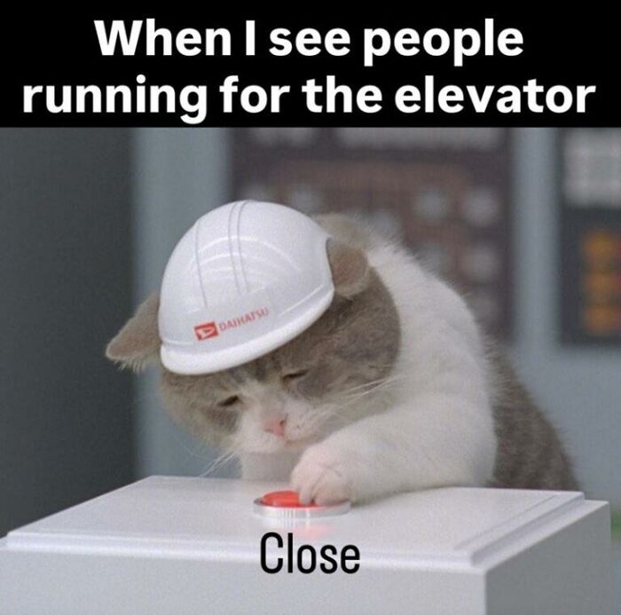 Animal meme featuring a cat in a hard hat humorously pressing the close button for an elevator.