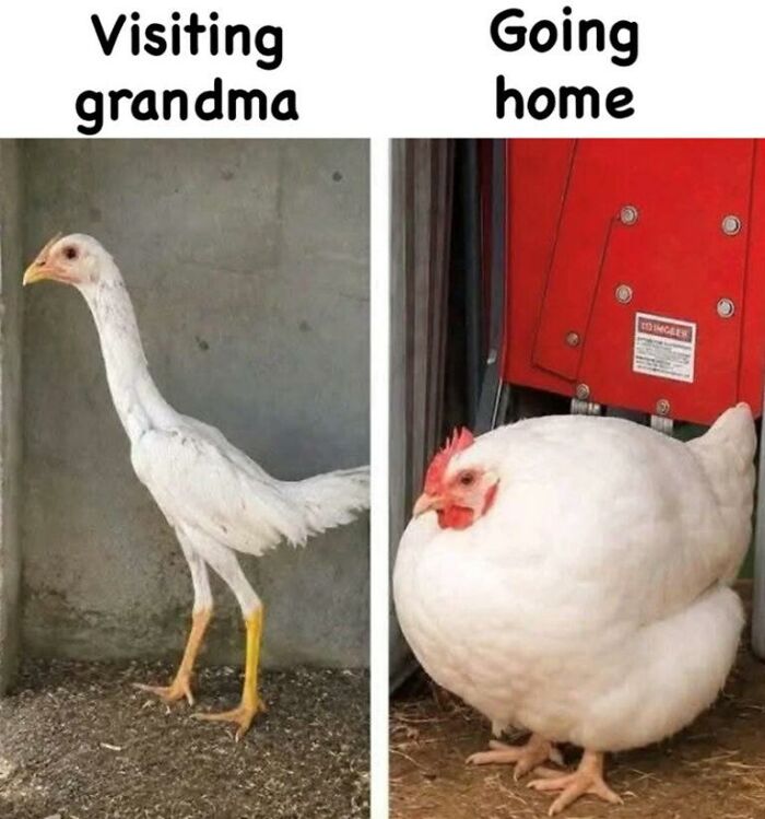 Animal meme comparing a thin chicken before visiting grandma to a plump chicken after, making your day brighter.