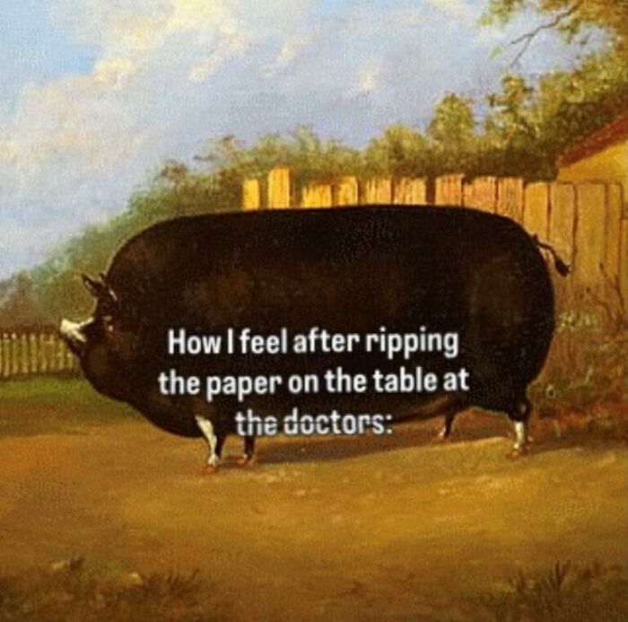 Animal meme showing a comically large pig, humorously depicting a feeling after ripping paper at the doctor.