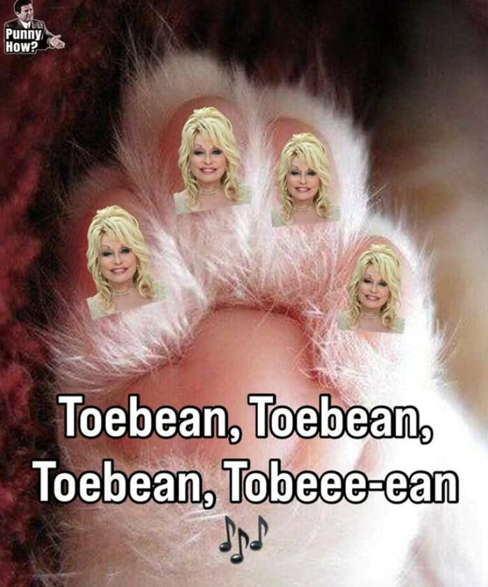 Funny animal memes featuring a cat paw with Dolly Parton images on its pads, creating a Toebean, Toebean pun.
