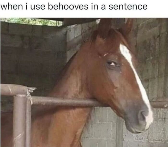 A horse with a knowing, slightly annoyed expression looks into the camera, an animal meme making your day brighter.