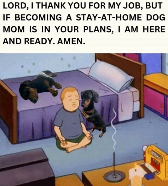 An animal meme depicting a meditating cartoon figure surrounded by dachshunds on a bed, with funny text.