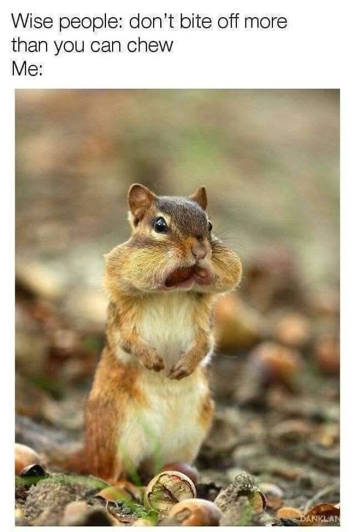 A chipmunk with puffed cheeks, holding nuts, creating a humorous animal meme.