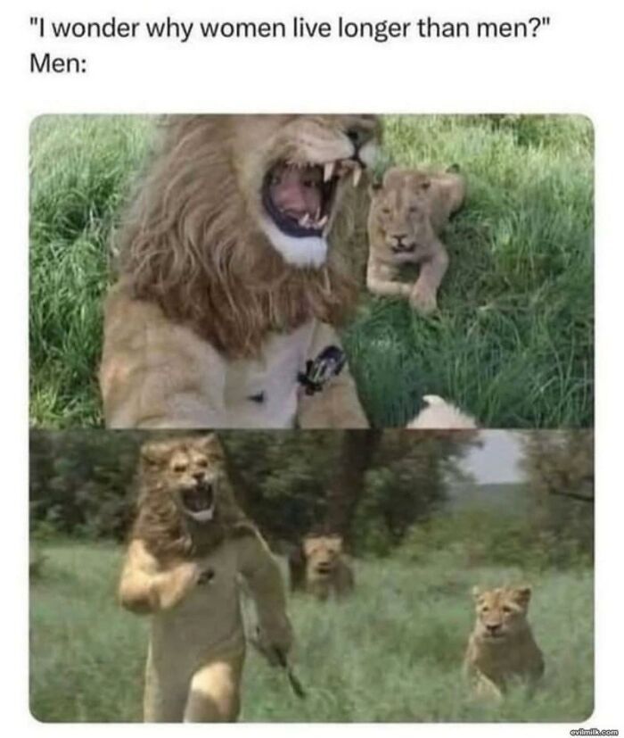 Animal meme showing two images of lions, humorously depicting why women live longer than men.