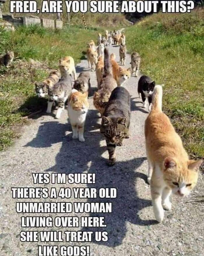 A large group of cats walking down a path, with text creating a funny animal meme.