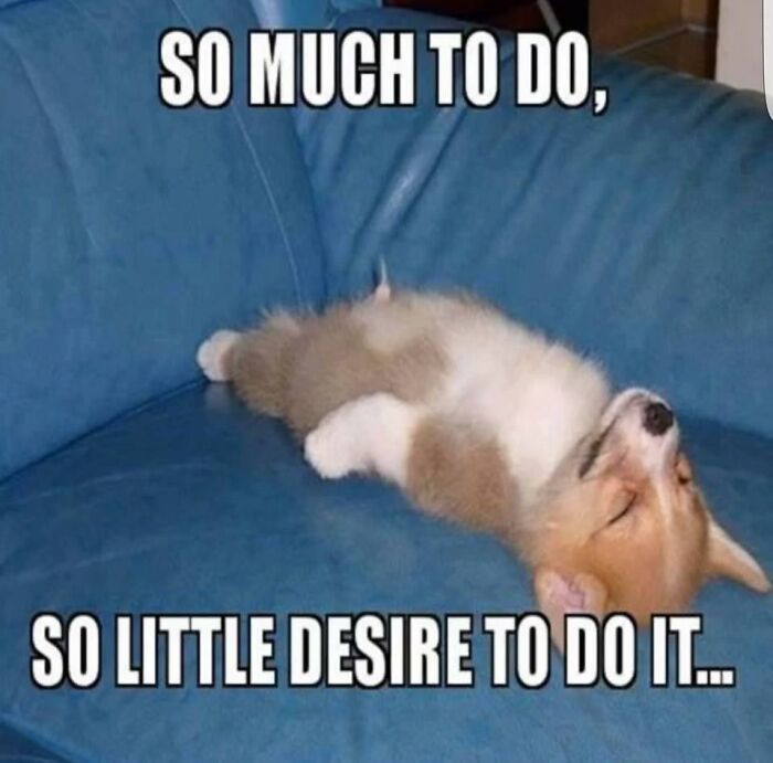 A tired puppy on a blue couch, embodying animal memes about lack of desire to do things.
