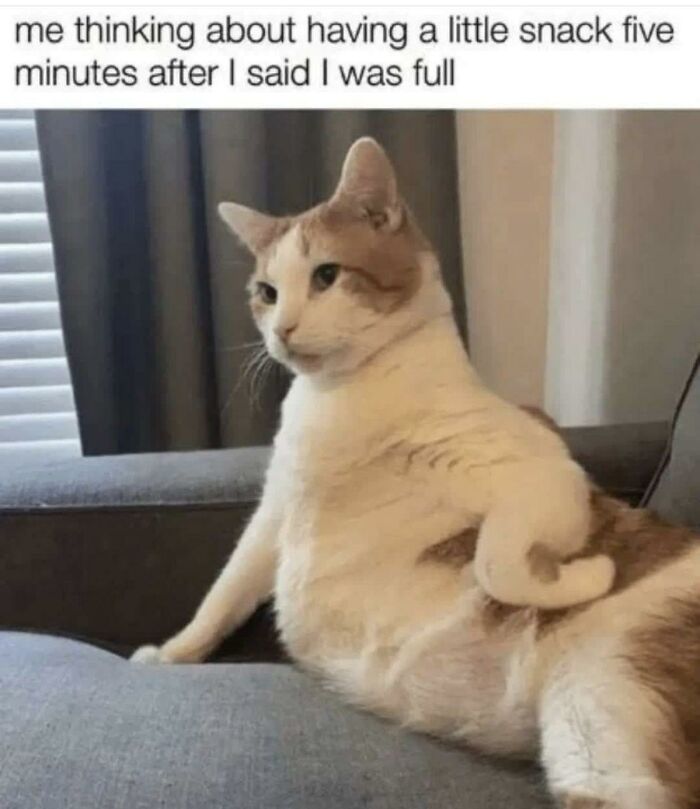 A cat sitting upright on a couch, looking to the side, thinking about food - a funny animal meme.