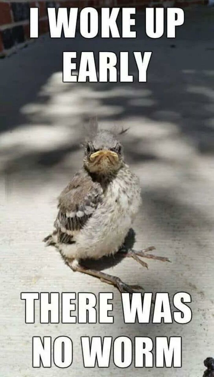 An angry baby bird on the ground, expressing frustration over no worm, one of the animal memes.