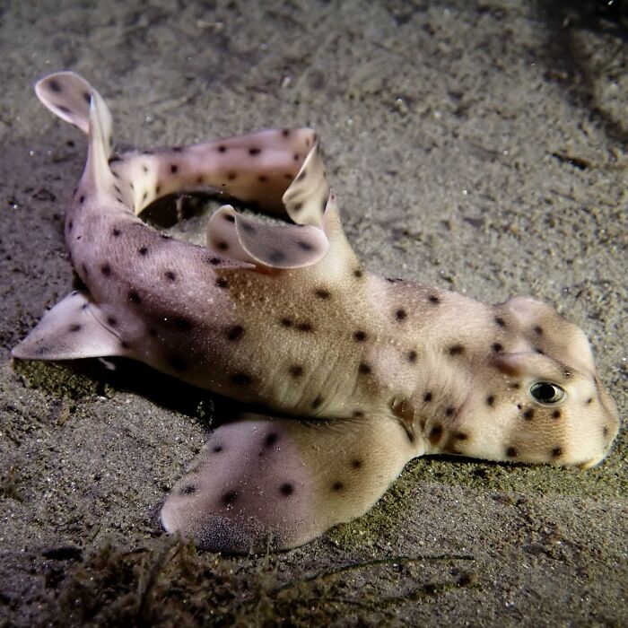 40 Amazing Animal Photos That Prove Nature And Pets Never Run Out Of Surprises