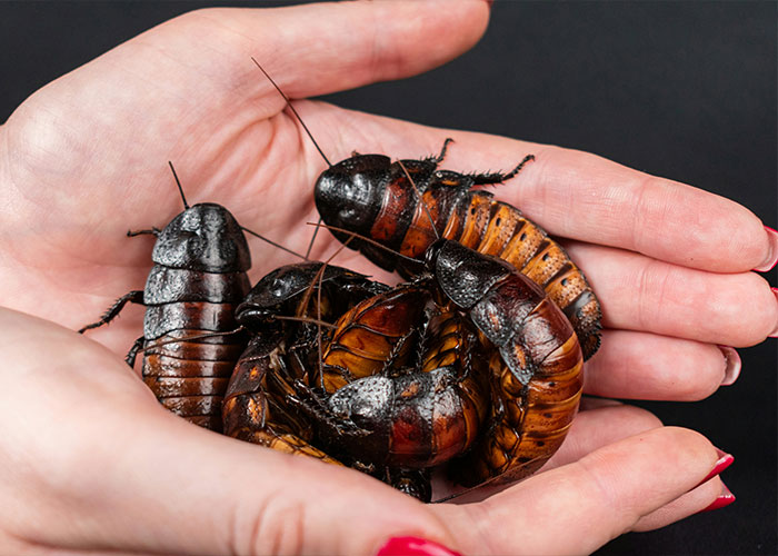 A pair of hands holding several large cockroaches, symbolizing the massive karma after the eBay campaign.