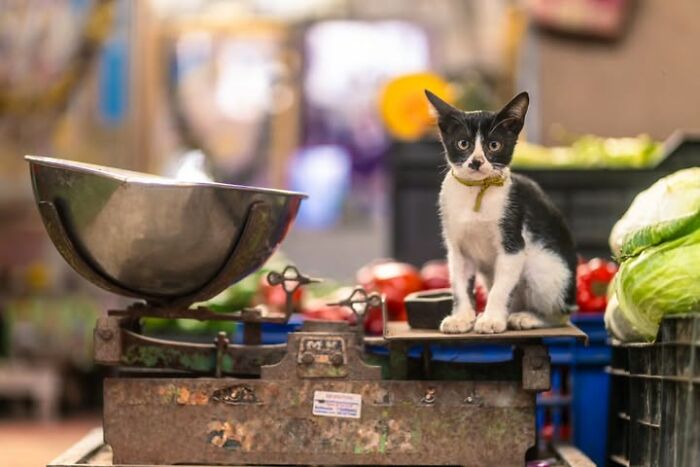 “The Secret Lives Of India’s Street Cats”: 24 Heartwarming Photos That Turn Everyday Felines Into Unforgettable Stars
