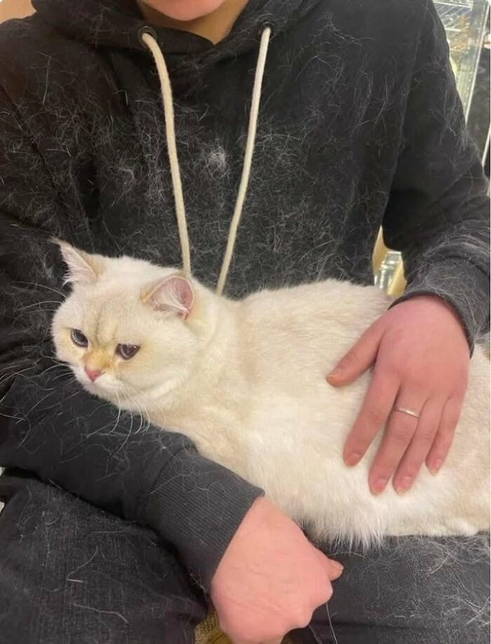 46 Of The Funniest Cat Photos Shared By The Brazilian Facebook Page "What Cats Are These?"