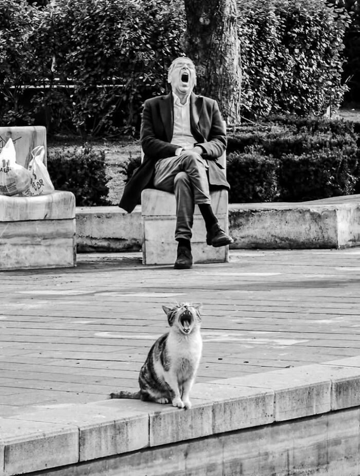 Mehmet Bayram street photo of a man yawning on a bench, mirroring a cat yawning in front of him.
