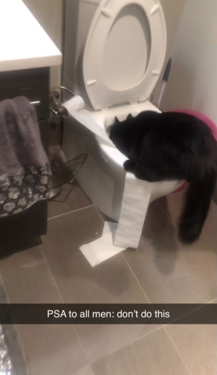 A black cat on a toilet, unrolling toilet paper, showcasing why becoming a cat lady is attractive.