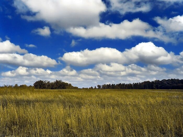 A wide-open field under a blue sky, showcasing interesting and cool scientific facts about nature and Earth.