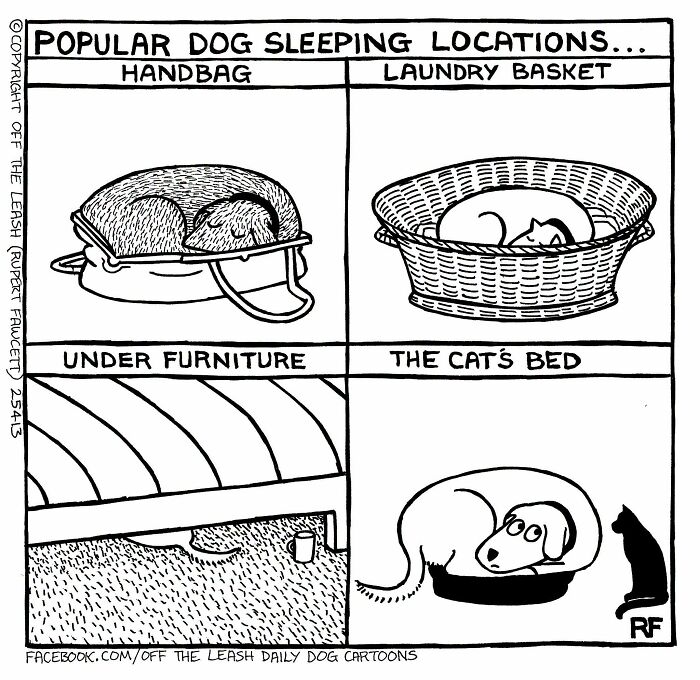A four-panel comic illustrating popular dog sleeping locations like a handbag, laundry basket, and cat's bed, capturing life with dogs.