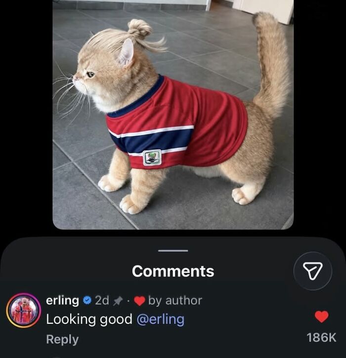 A cat with a tiny four-legged menace wearing a red shirt and a top bun hairstyle, looking sideways