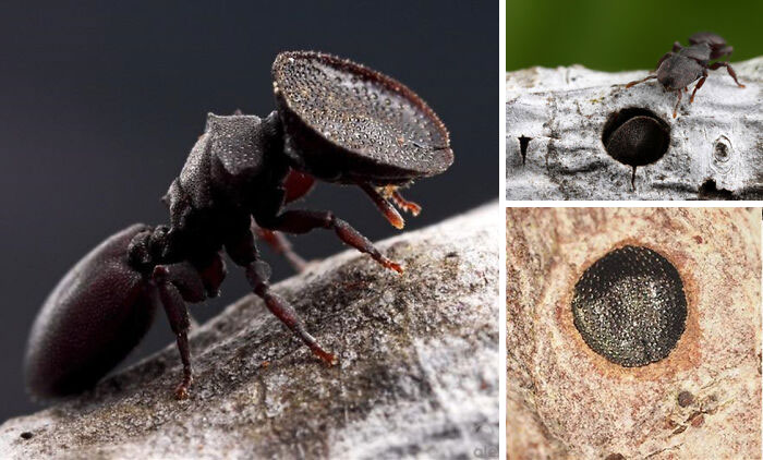 Close-up of a shield-headed ant, one of the weird and wonderful creatures, using its head to perfectly plug its nest entrance.