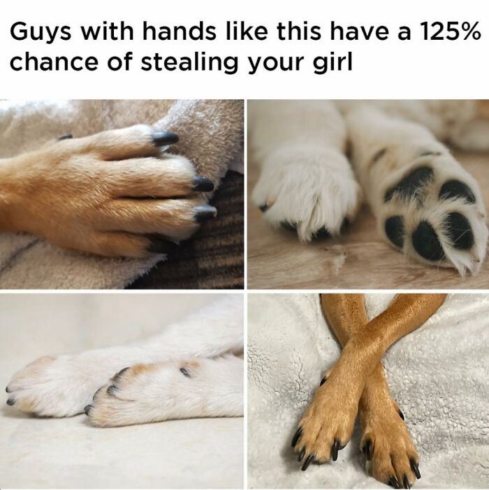 A collage of dog paws, portraying a relatable meme about dog toy owners.