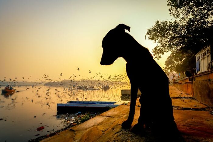 Silhouette of a dog sitting by a river at sunset, with numerous birds flying over the water. Murat Bakmaz captures the beauty of everyday life.