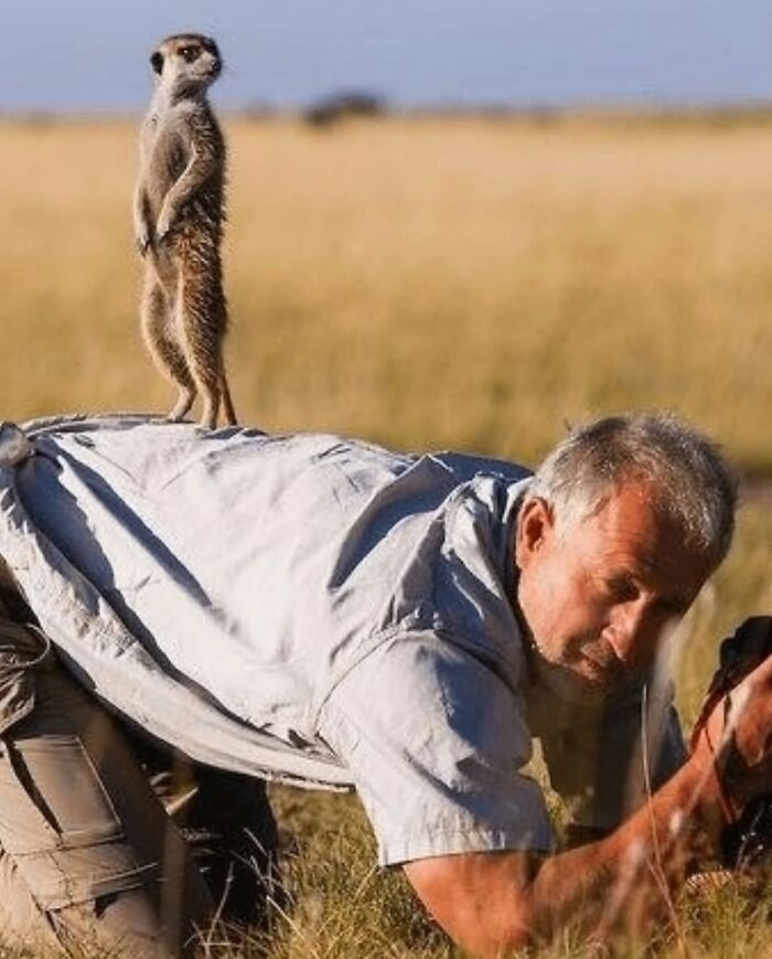 A photographer captures a funny moment of a meerkat standing on a person's back.