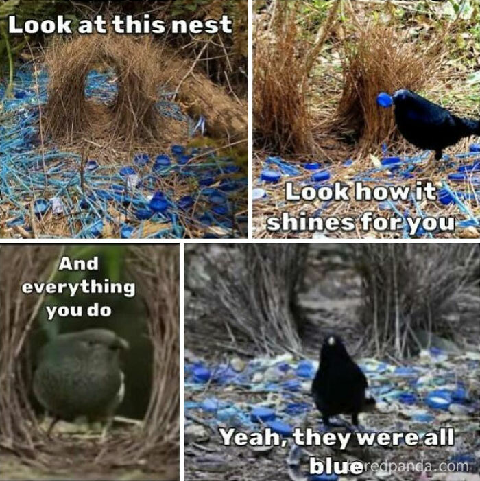 Hilarious animal memes: A male bowerbird with his nest of blue plastic bottle caps to attract a mate.