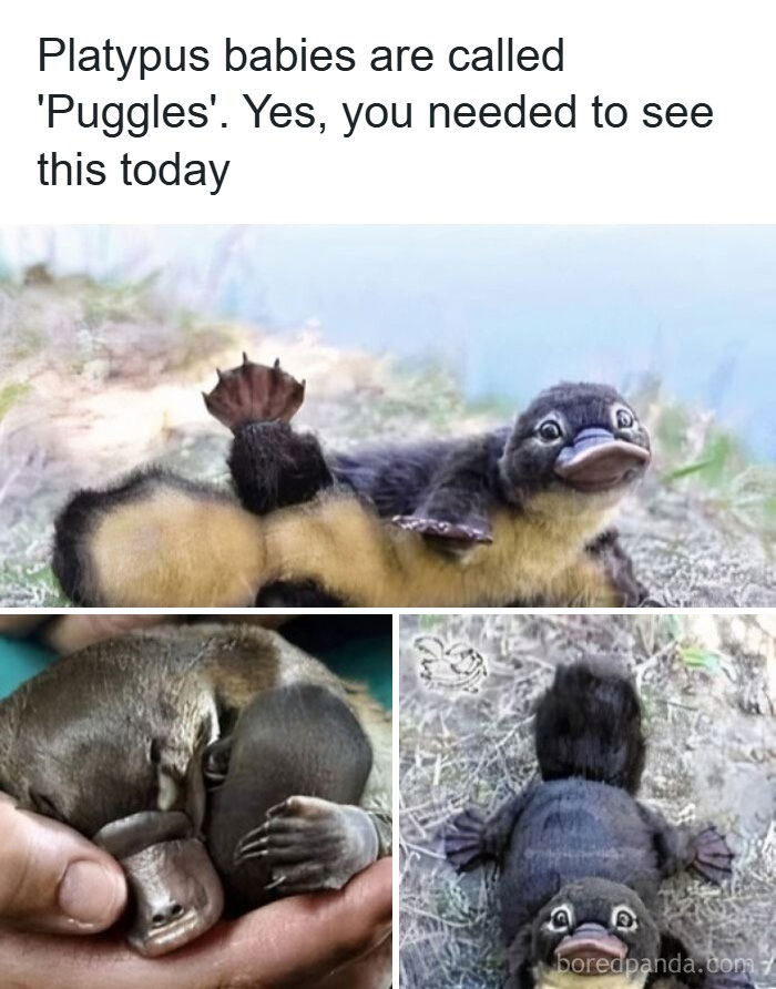 A collage of adorable animal memes featuring baby platypuses, also known as puggles, making your day brighter.