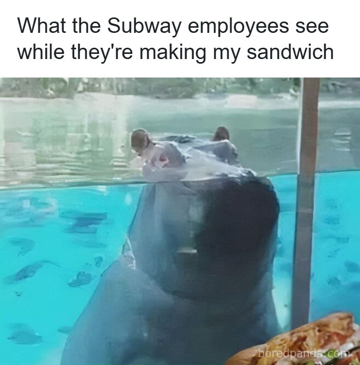 A funny animal meme featuring a hippo underwater, looking hungry at a sandwich, making for a brighter day.