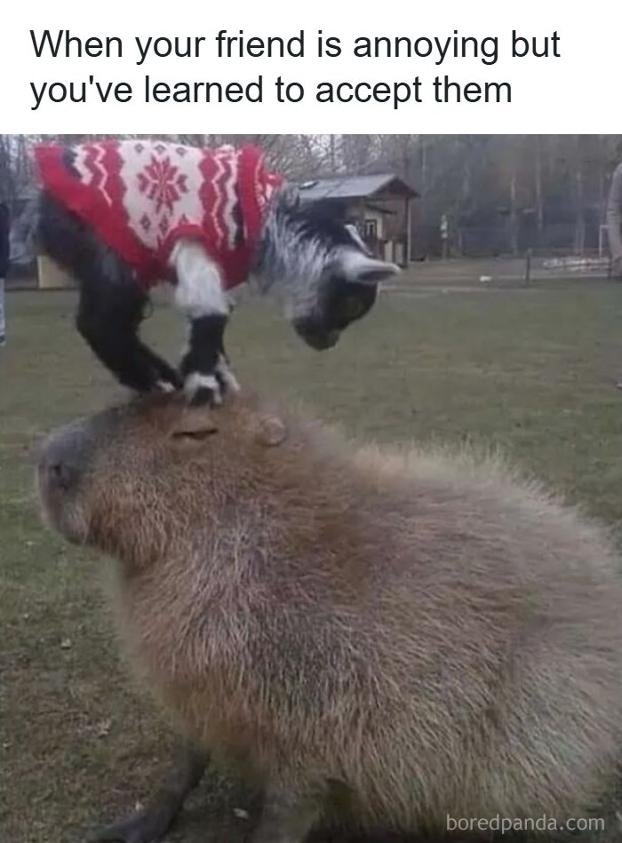 A goat wearing a red and white sweater standing on the back of a capybara, creating a funny animal meme.