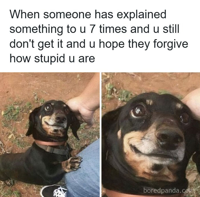 An animal meme of a dog looking nervously happy, captured in two frames, making your day brighter and better.