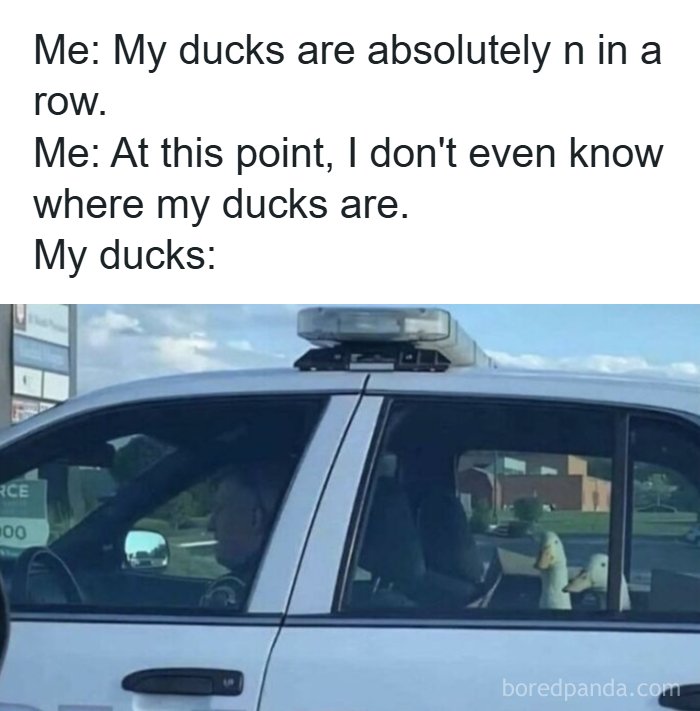 Funny animal memes: A police car with two ducks in the back seat, illustrating a joke about ducks not being in a row.