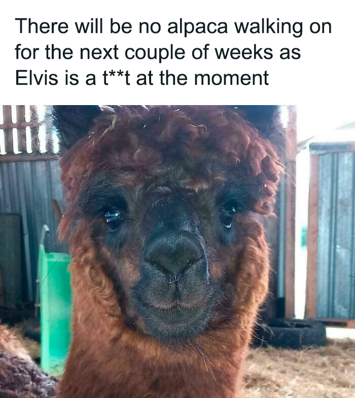 Funny internet moment: A close-up of a brown alpaca with a caption stating no alpaca walking for a few weeks because 'Elvis is a t**t'.