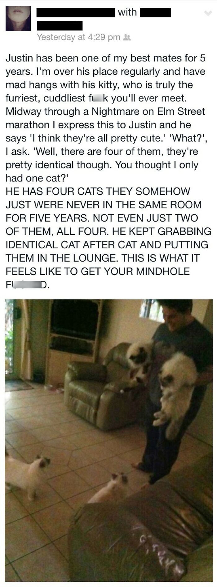 A social media post about multiple cats, describing an unhinged way of discovering them.