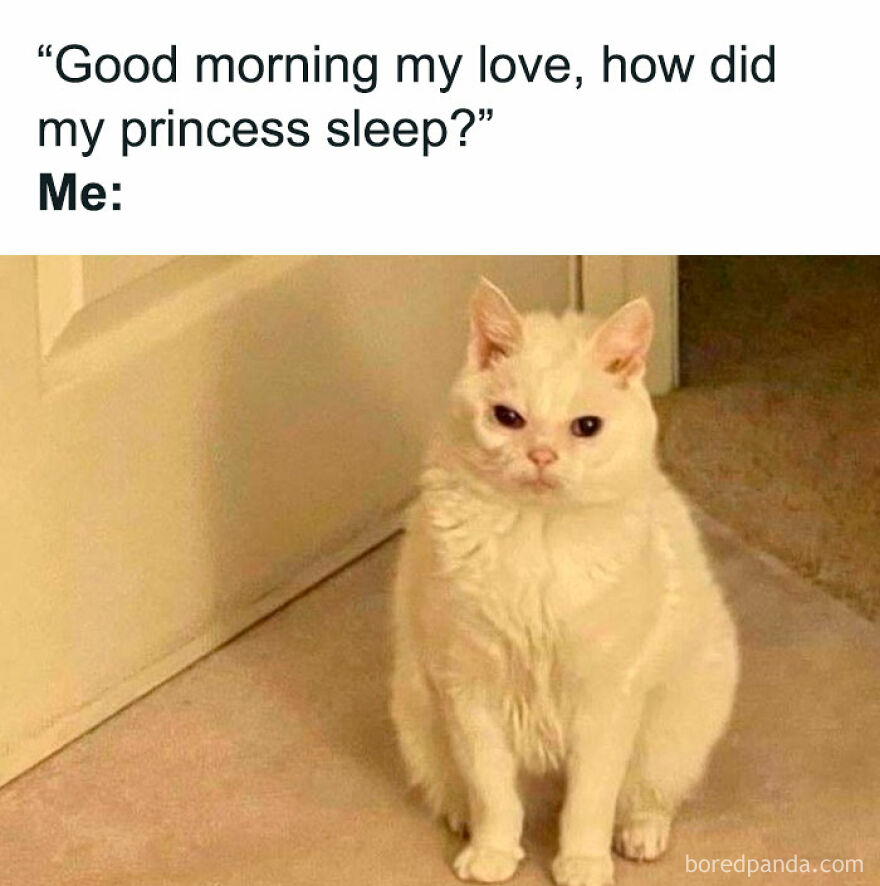 A funny animal meme of a fluffy white cat with a grumpy expression, sitting on the floor, looking unamused.